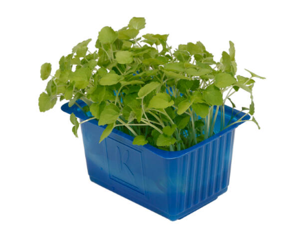 Řeřicha Atsina cress 1*1ks (krt.16ks)