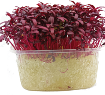Microgreens Laskavec (Amaranth) - krt. (9ks)