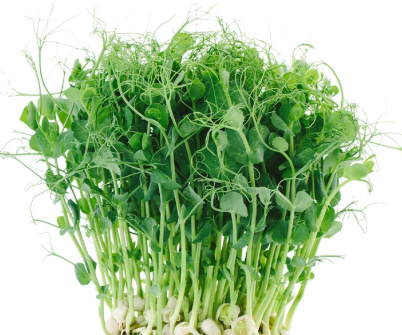 Microgreens hrášek setý - krt. (9ks)