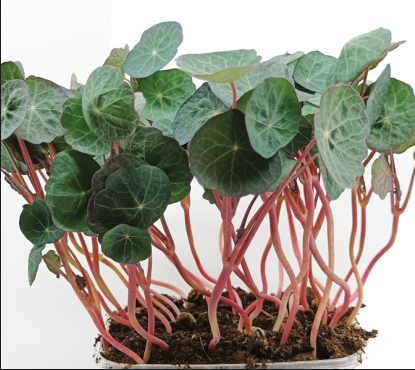 Microgreens Lichořeřišnice velká - krt. (9ks)