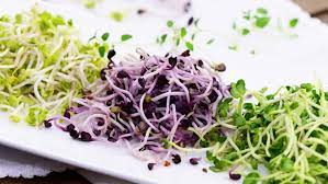 Výhonky - ředkvičky MIX 100g 1*1ks