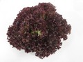 Salát lollo rosso 1*1ks