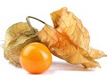 Physalis 1*1ks
